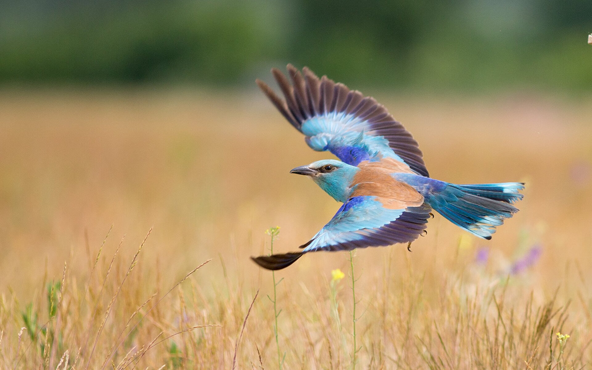 2025世俱杯赛程表比赛时间-乒乓球战术讲解：Chinese Taipei如何掌控比赛主动权，乒乓球z