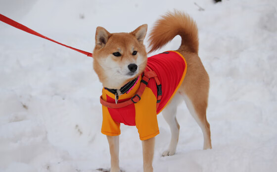 世俱杯对阵表-国际热身赛中国女足战胜 对手表现被赞赏，女足热身赛 男足
